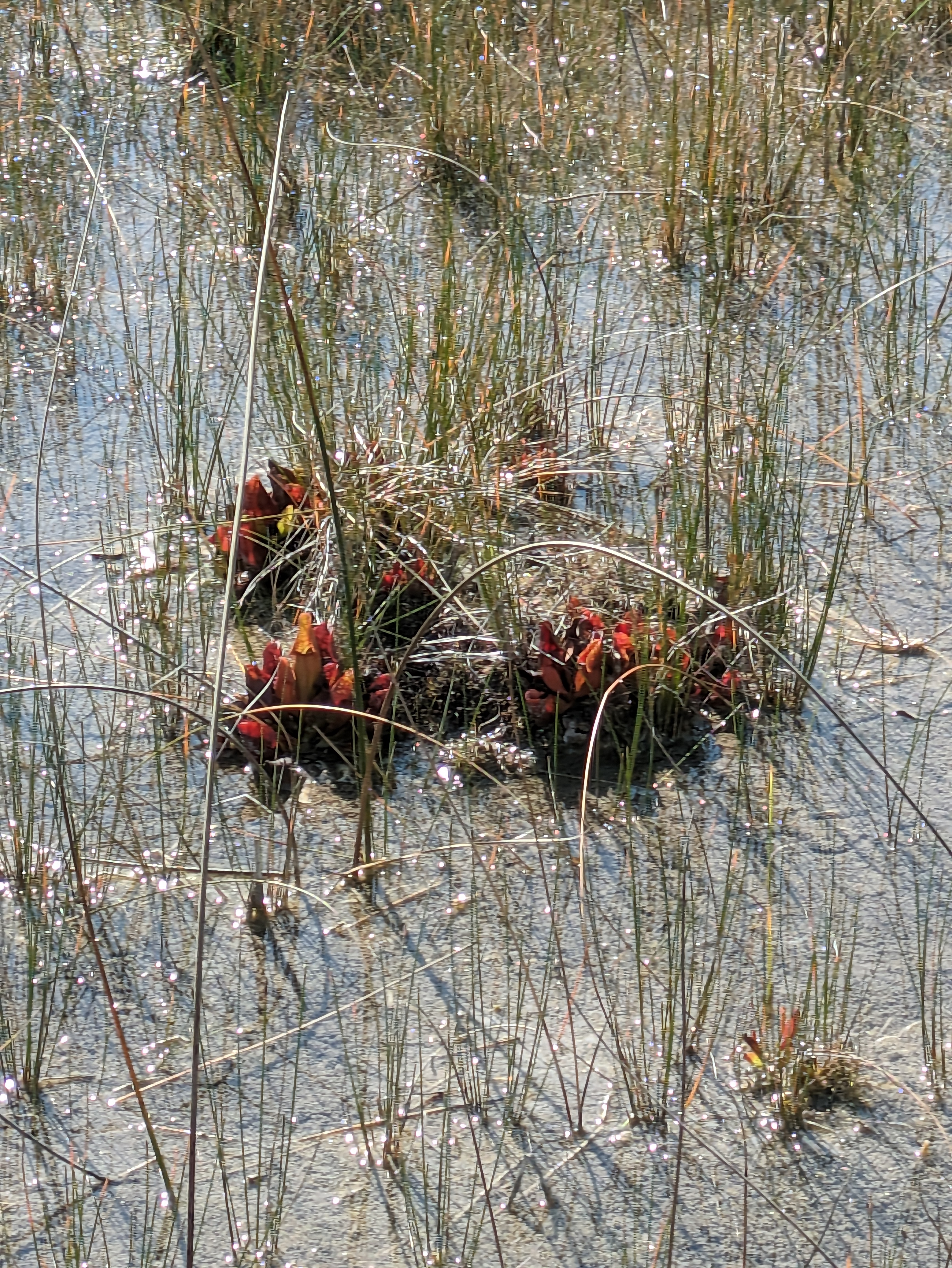 Fen Image by David Rock.jpg